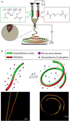 Thermally-Induced Actuations of Stimuli-Responsive, Bicompartmental Nanofibers for Decoupled Drug Release